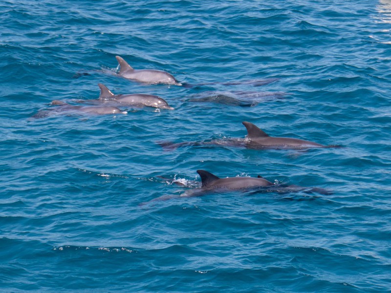 Ägypten 2022 - Rotes Meer