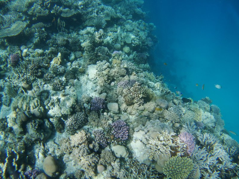 Ägypten 2022 - Rotes Meer