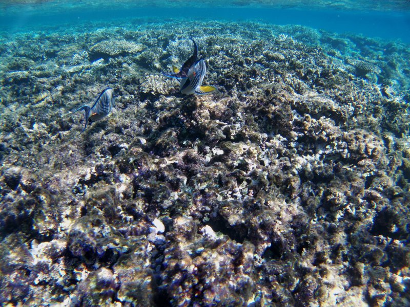 Ägypten 2022 - Rotes Meer